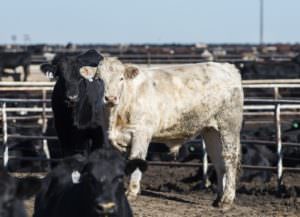 Shopping for Humanely Raised Meat